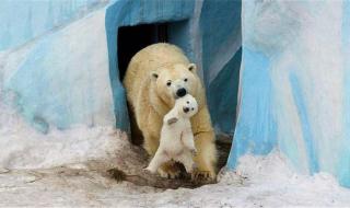 北极熊喜欢的温度